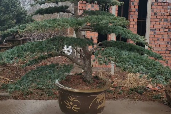 迎客松发黄如何解决，每天保持6-8小时的阳光照射