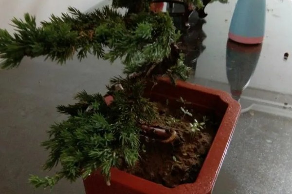 迎客松发黄如何解决，每天保持6-8小时的阳光照射