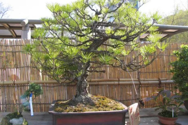 迎客松发黄如何解决，每天保持6-8小时的阳光照射