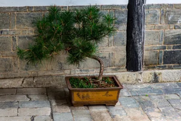 迎客松发黄如何解决，每天保持6-8小时的阳光照射