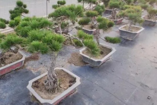 迎客松发黄如何解决，每天保持6-8小时的阳光照射