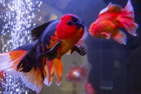 怎么养殖金鱼，将水温保持在18-25℃