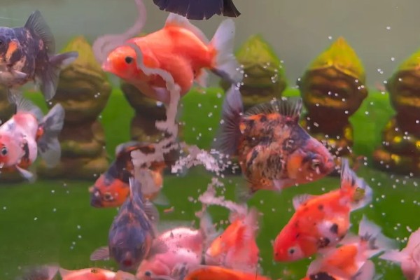 怎么养殖金鱼，将水温保持在18-25℃