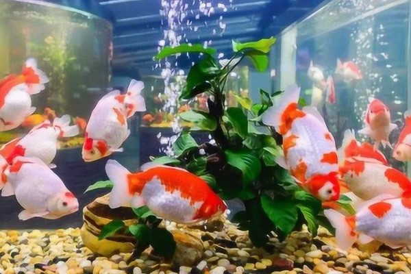 怎么养殖金鱼，将水温保持在18-25℃