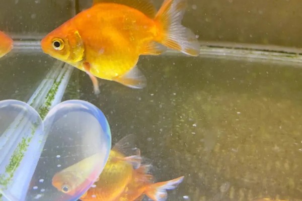 怎么养殖金鱼，将水温保持在18-25℃