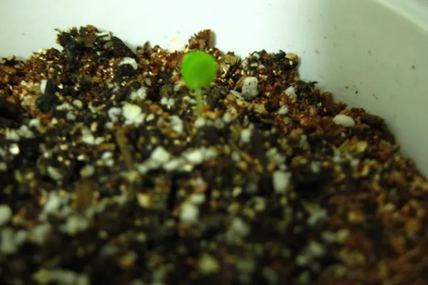 含羞草盆栽方法，播种后每隔1周浇一次水