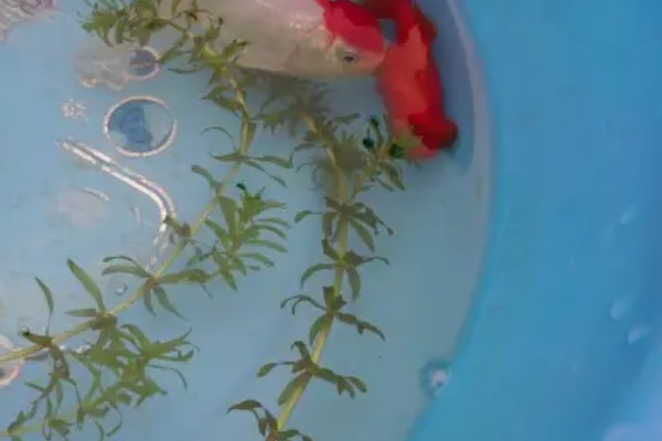 怎么养殖金鱼，将水温保持在18-25℃