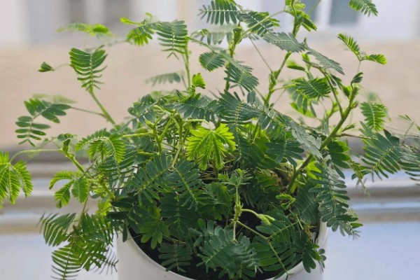 含羞草盆栽方法，播种后每隔1周浇一次水