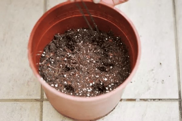 含羞草盆栽方法，播种后每隔1周浇一次水