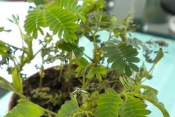 含羞草盆栽方法，播种后每隔1周浇一次水