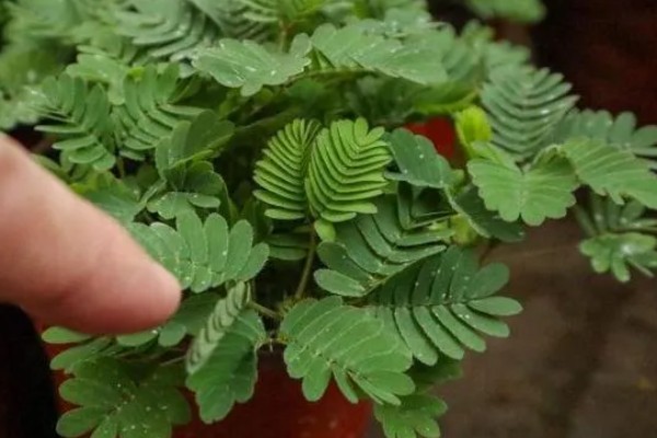 含羞草盆栽方法，播种后每隔1周浇一次水