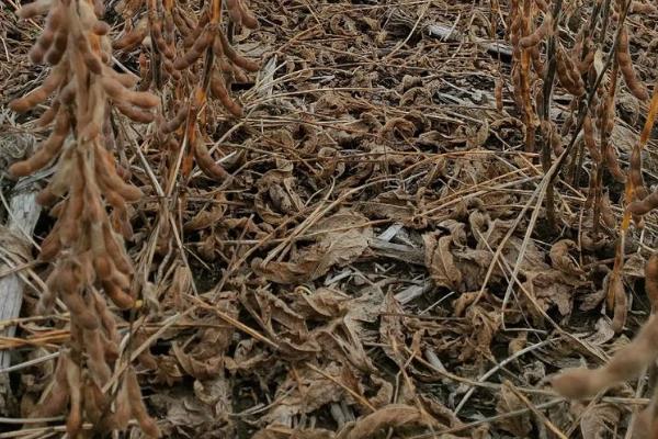 大豆早衰的表现，早期发生田块呈片状分布