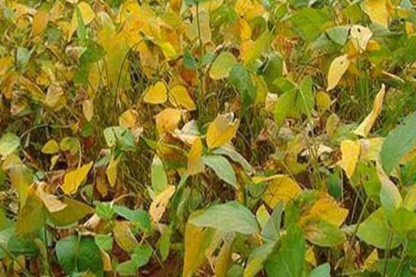 大豆早衰的表现，早期发生田块呈片状分布