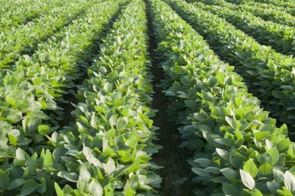 大豆早衰的表现，早期发生田块呈片状分布