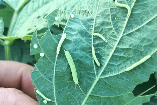 大豆早衰的表现，早期发生田块呈片状分布