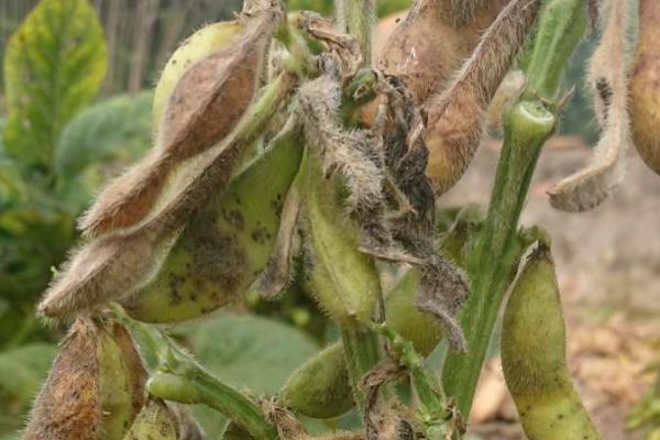 大豆早衰的表现，早期发生田块呈片状分布