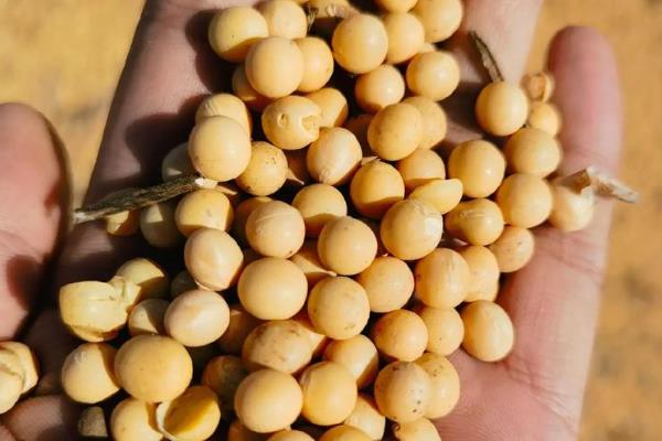 大豆早衰的表现，早期发生田块呈片状分布