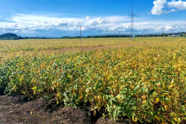 大豆早衰的表现，早期发生田块呈片状分布