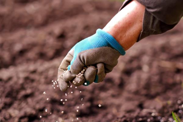 大豆早衰的表现，早期发生田块呈片状分布