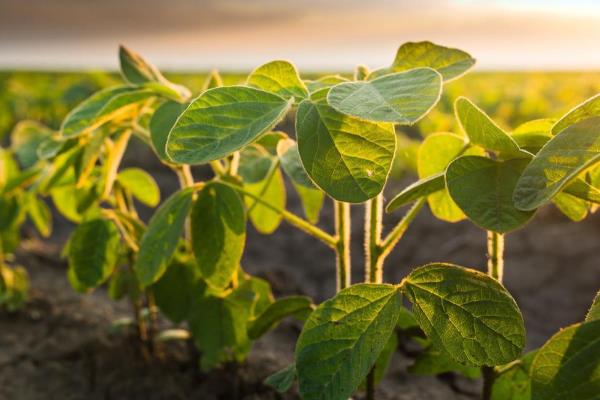 大豆早衰的表现，早期发生田块呈片状分布