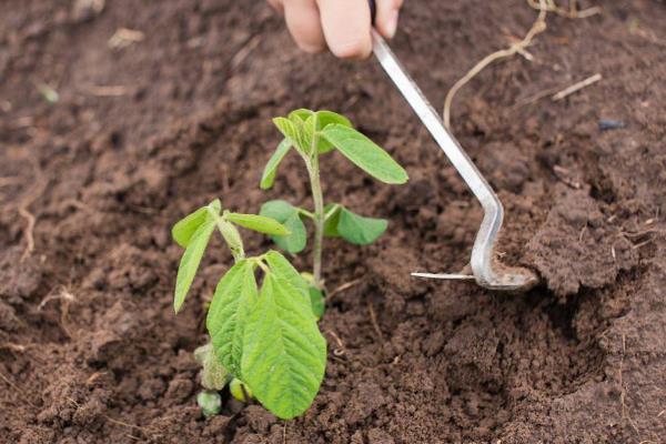大豆早衰的表现，早期发生田块呈片状分布