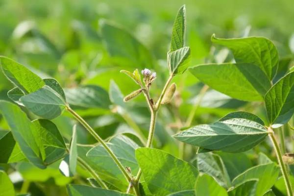 大豆早衰的表现，早期发生田块呈片状分布