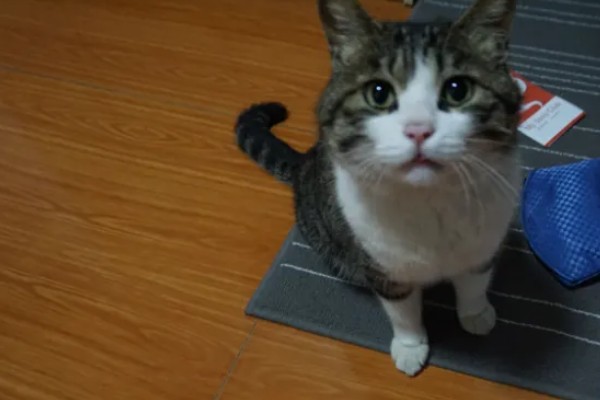 训练中华田园猫动作行为的方法,给予猫咪正向激励