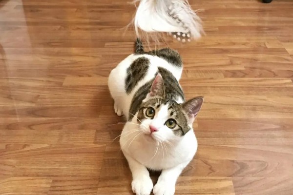 训练中华田园猫动作行为的方法,给予猫咪正向激励