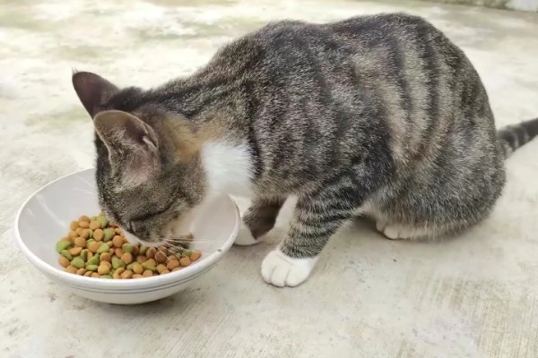 训练中华田园猫动作行为的方法,给予猫咪正向激励