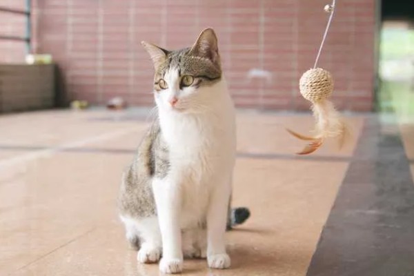 训练中华田园猫动作行为的方法,给予猫咪正向激励