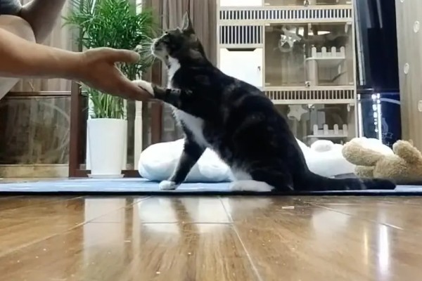 训练中华田园猫动作行为的方法,给予猫咪正向激励