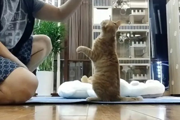 训练中华田园猫动作行为的方法,给予猫咪正向激励