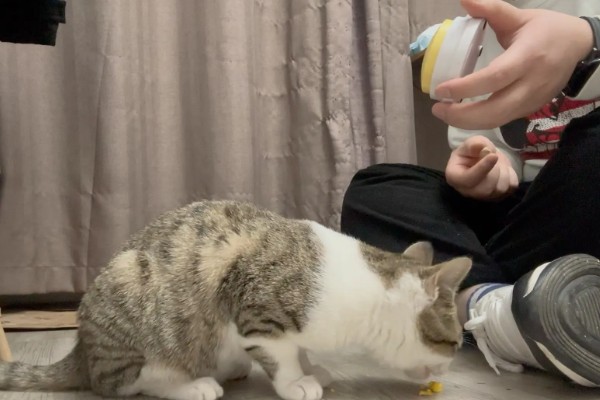 训练中华田园猫动作行为的方法,给予猫咪正向激励