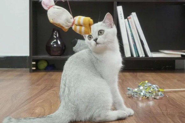 训练中华田园猫动作行为的方法,给予猫咪正向激励