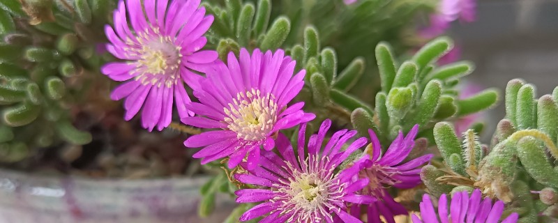 枝干番杏开花的养法，要给予充足的光照时间