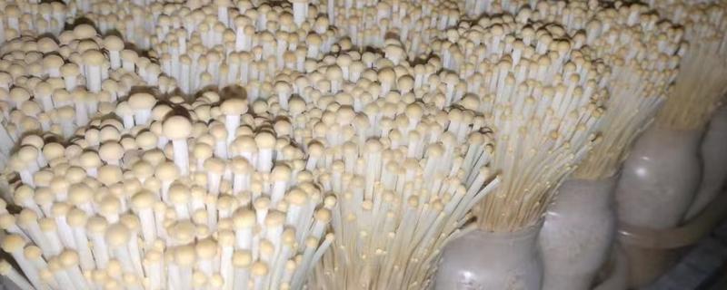 金针菇出菇异常的原因及防治方法，料面干燥或喷水过多均会导致