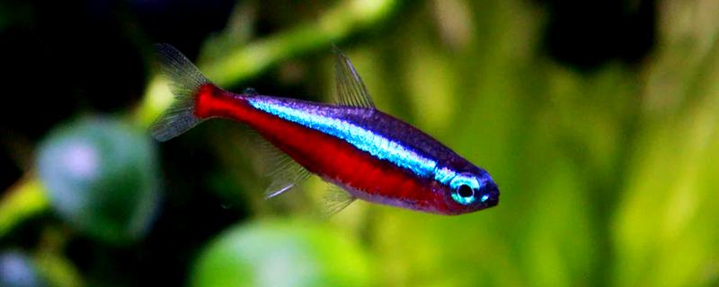 宝莲灯鱼的活动水层，主要在中下层活动