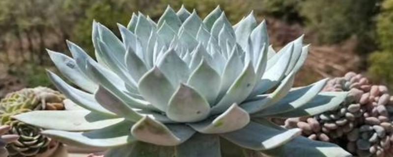 仙女杯度夏的方式，移到较凉快的地方养护