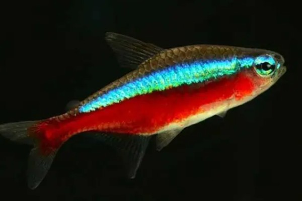 宝莲灯鱼的活动水层，主要在中下层活动