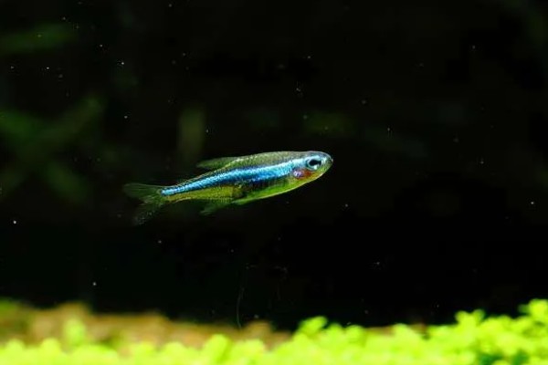 宝莲灯鱼的活动水层，主要在中下层活动