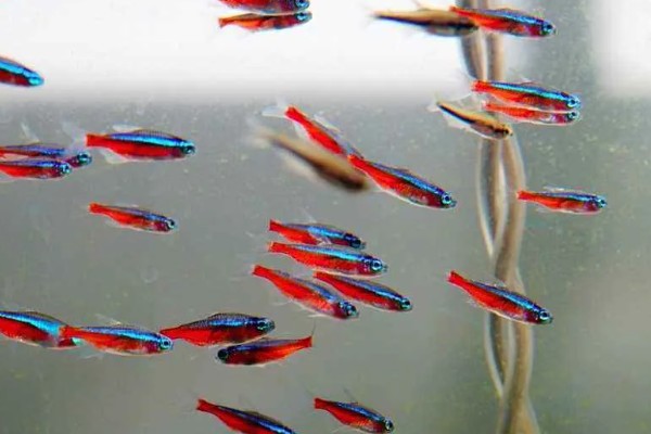 宝莲灯鱼的活动水层，主要在中下层活动