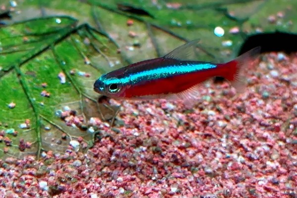 宝莲灯鱼的活动水层，主要在中下层活动