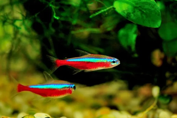 宝莲灯鱼的活动水层，主要在中下层活动