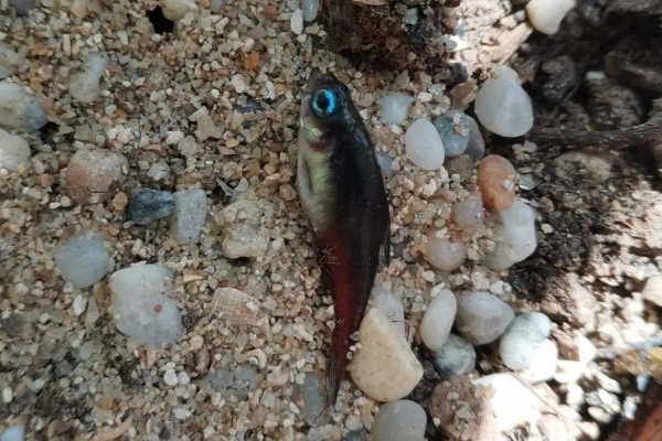 宝莲灯鱼的活动水层，主要在中下层活动