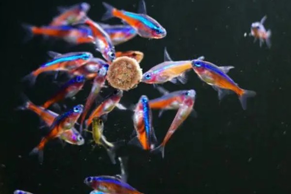 宝莲灯鱼的活动水层，主要在中下层活动