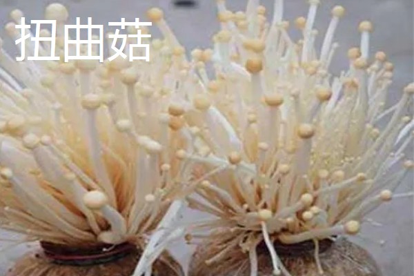 金针菇出菇异常的原因及防治方法,料面干燥或喷水过多均会导致