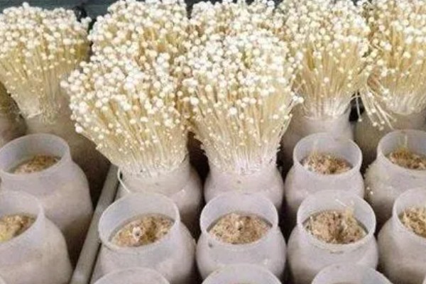 金针菇出菇异常的原因及防治方法,料面干燥或喷水过多均会导致