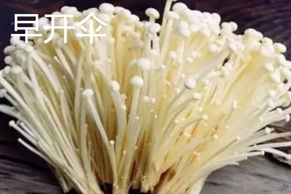金针菇出菇异常的原因及防治方法,料面干燥或喷水过多均会导致