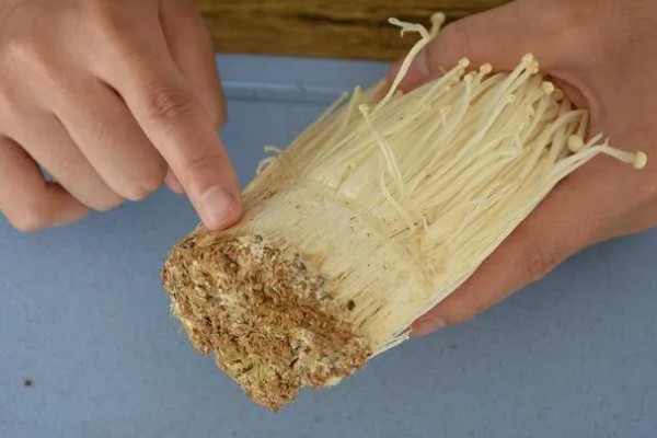 金针菇出菇异常的原因及防治方法,料面干燥或喷水过多均会导致