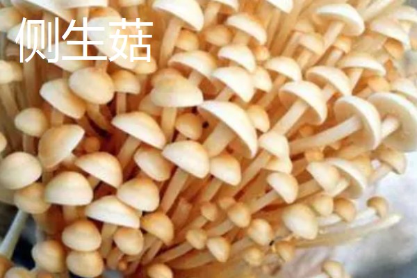金针菇出菇异常的原因及防治方法,料面干燥或喷水过多均会导致